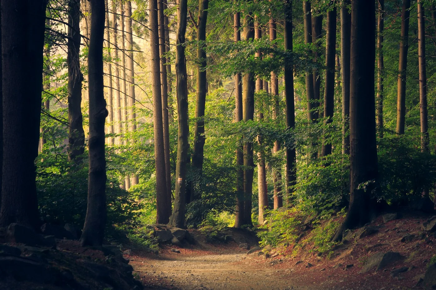Caminho entre árvores altas, usado como imagem de ambientação